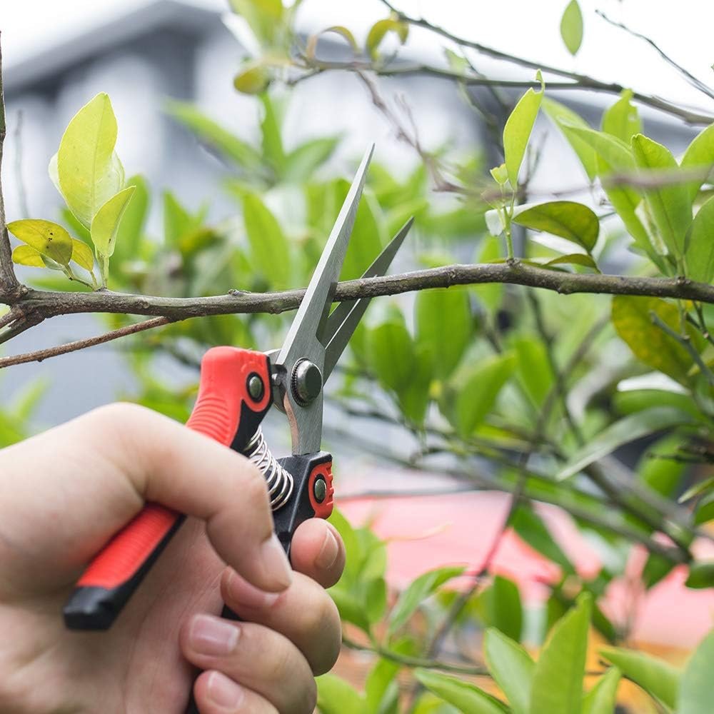 Pruning Scissors, Professional Garden Shears Straight Stainless Steel Blades Sharp Gardening Hand Pruner for Garden Harvesting Fruits, Vegetables, Trimming Flowers and Plants, 8 1IN(Red) Image 2