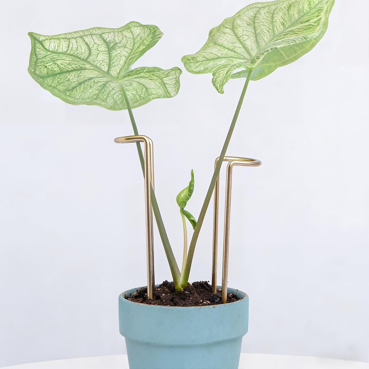 8 7 Inch Indoor Plant Trellis 10 Pack Small Gold Plant Supports